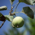Apple of the Yellow Transparent variety, close-up photo. A ripening apple on a branch