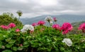 Appleblossom Geranium and Mountain view Royalty Free Stock Photo
