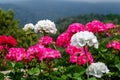 Appleblossom Geranium and Mountain view Royalty Free Stock Photo