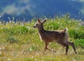 Appled fawn in the wild