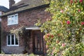 Appledore, Kent, United Kingdom - March 6, 2020: A quaint English brick cottage in Spring with Camellia flowers