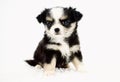 Applehead Long Coat Chihuahua Puppy With White Background and Fuzzy Blanket