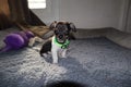 Applehead chihuahua sitting down Royalty Free Stock Photo