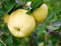 Apples Royalty Free Stock Photo