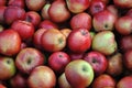 Apples Royalty Free Stock Photo