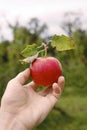 Apples 25 Royalty Free Stock Photo