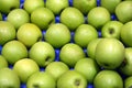 Apples Royalty Free Stock Photo