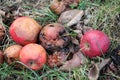 Fruit rot of apples damaged by moniliosis (Monilinia Royalty Free Stock Photo