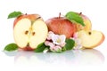 Apples apple fruit fruits slice half isolated on white Royalty Free Stock Photo