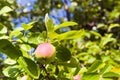 Apples, apple, fruit, red, background, fresh, autumn, fall