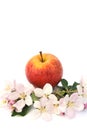 Apples and apple-tree blossoms Royalty Free Stock Photo