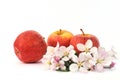 Apples and apple-tree blossoms Royalty Free Stock Photo