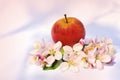 Apples and apple-tree blossoms Royalty Free Stock Photo