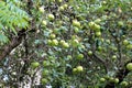 Apples on the Apple tree. Organic apples hanging from a tree branch in an apple orchard