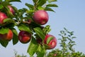 Apples and Apple Trees