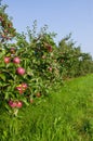 Apples and Apple Trees