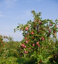 Apples and Apple Trees