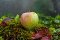 Apples in the autumn garden Royalty Free Stock Photo