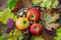Apples, autumn leaves, pine cone and nuts Royalty Free Stock Photo