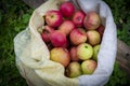 Apples in a bag against the backdrop of greenery. The concept of sustainable development and conscious consumption, harvesting, Royalty Free Stock Photo