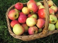 Apples in basket