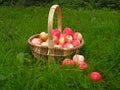 Apples' basket