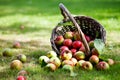 Apples in basket