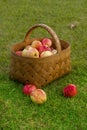 Apples in the Basket. Royalty Free Stock Photo