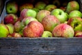 Apples in basket