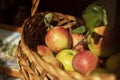 Apples in a basket. Fruits in autumn. Ingathering