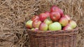 Apples in a basket. Fruits harvesting