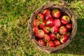 Apples in the basket on the grass top view. Wicker basket with ripe, red apples harvest in the garden