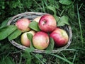 Apples in the basket on green grass. Overhead shot Royalty Free Stock Photo