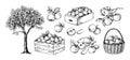 Apples in basket. Hand drawn engraving of garden fruits in piles. Orchard sketch. Plant branches. Juicy slices. Boxes