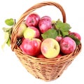 Apples in the basket, isolated. Royalty Free Stock Photo