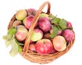 Apples in the basket, isolated. Royalty Free Stock Photo