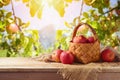 Apples in basket on wooden table over apple tree bokeh background. Autumn harvest and thanksgiving concept Royalty Free Stock Photo