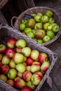 Apples in baskets