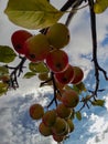 Apples beautiful red yellow delicious juicy sweet ripe grow on a tree on a branch Royalty Free Stock Photo