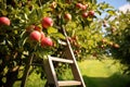 apples being harvested from an orchard with a wooden ladder