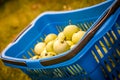 Apples in a blue basket