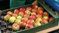 Apples in the box, fruit processing plant