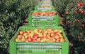 Apples in a boxes after harvest transport between rows of orchard