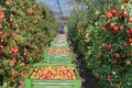 Apples in a boxes after harvest transport between rows of orchard to the cold storage