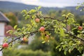 Apples on a branch Royalty Free Stock Photo