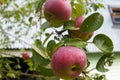 Apples on a branch with drops of water after rain