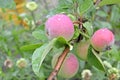 Apples on a branch close up