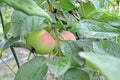 Apples on a branch close up