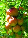 Apples on the branch close up. Orchard in England, apple fruit tree. Red apples on the tree. Fruit farming, harvest time Royalty Free Stock Photo