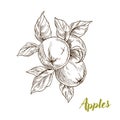 Apples, branch and leaves, hand drawn Royalty Free Stock Photo